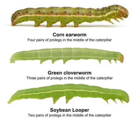 Soybean Pest Caterpillars.